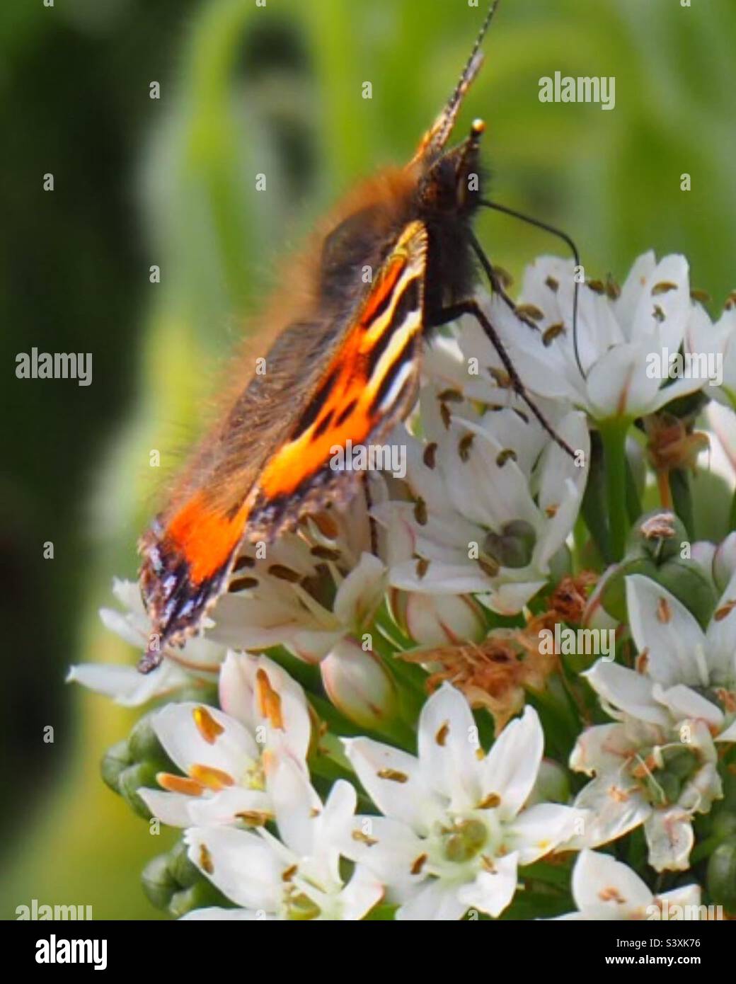 Weiße Blume, Schmetterling, rot-schwarz, Edelfalter‚ Ammiraglio, Blume Foto Stock