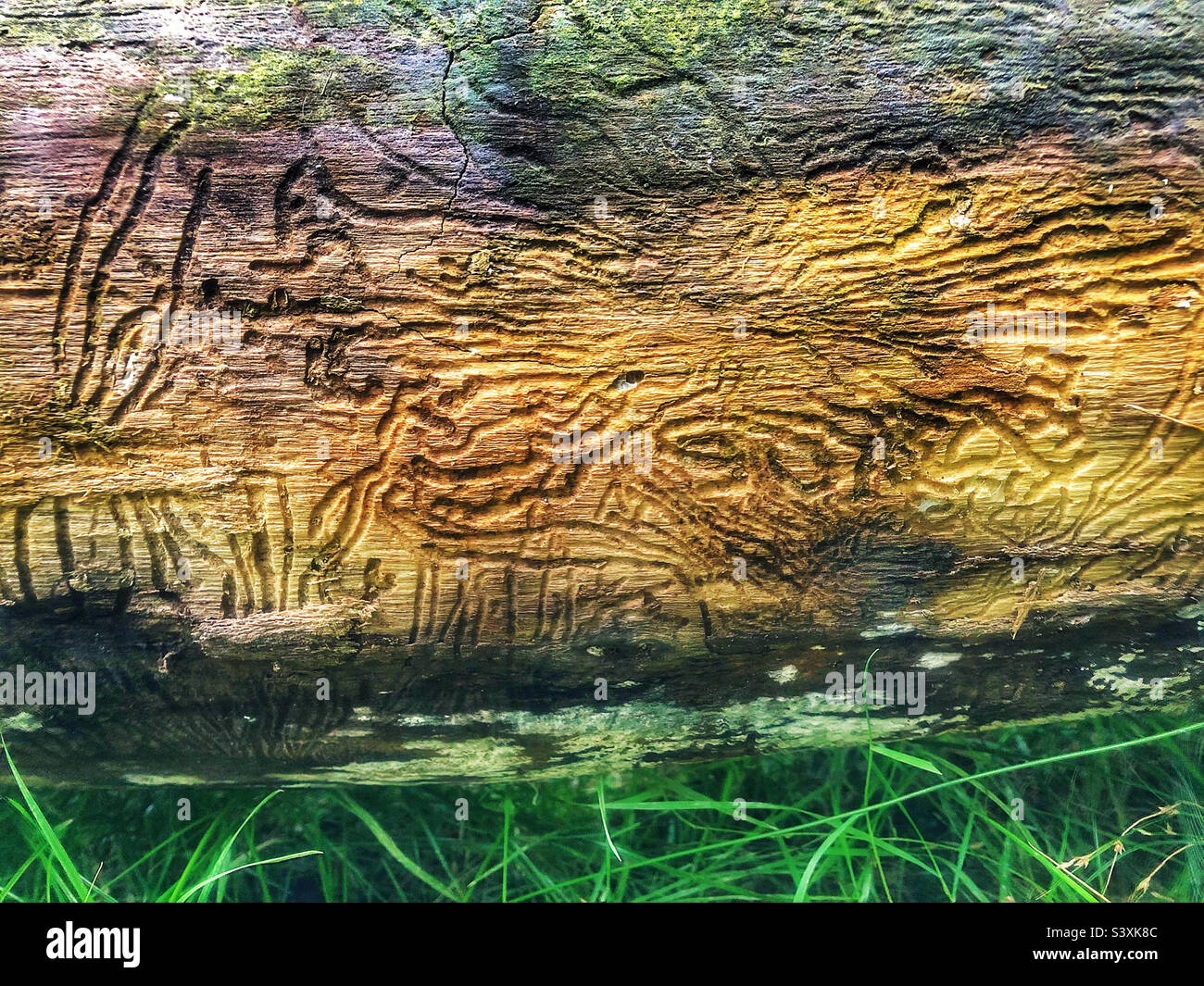 Galleria degli scarabei estratti da larve di scarabei sotto corteccia in una foresta dell'Hampshire Regno Unito - Immagine stock catturata con smartphone