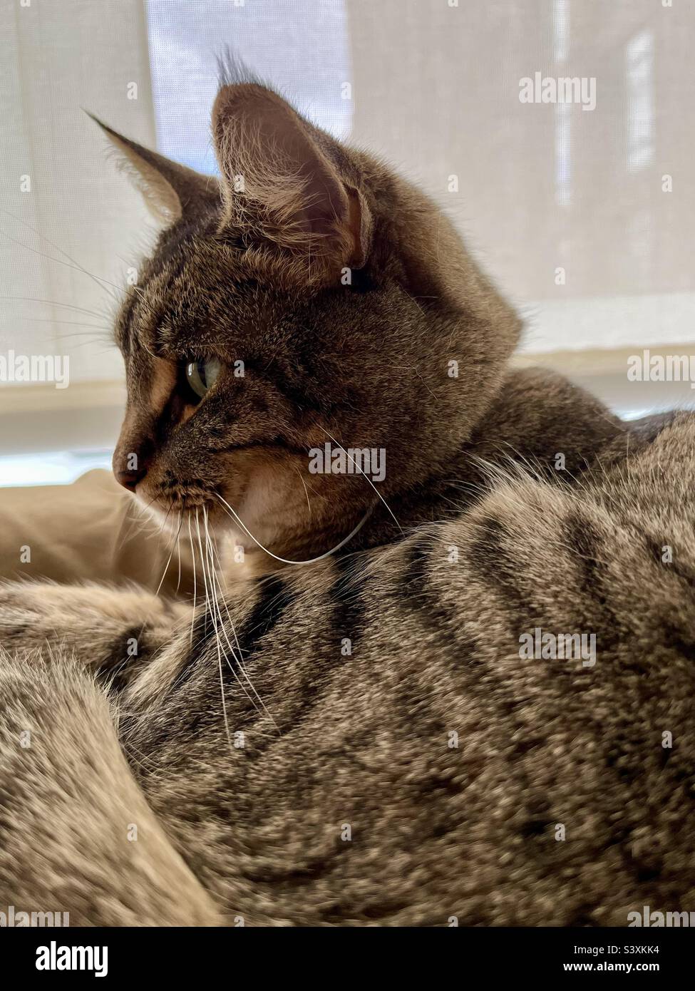 Gatto occhi verdi con pelliccia marrone Foto Stock