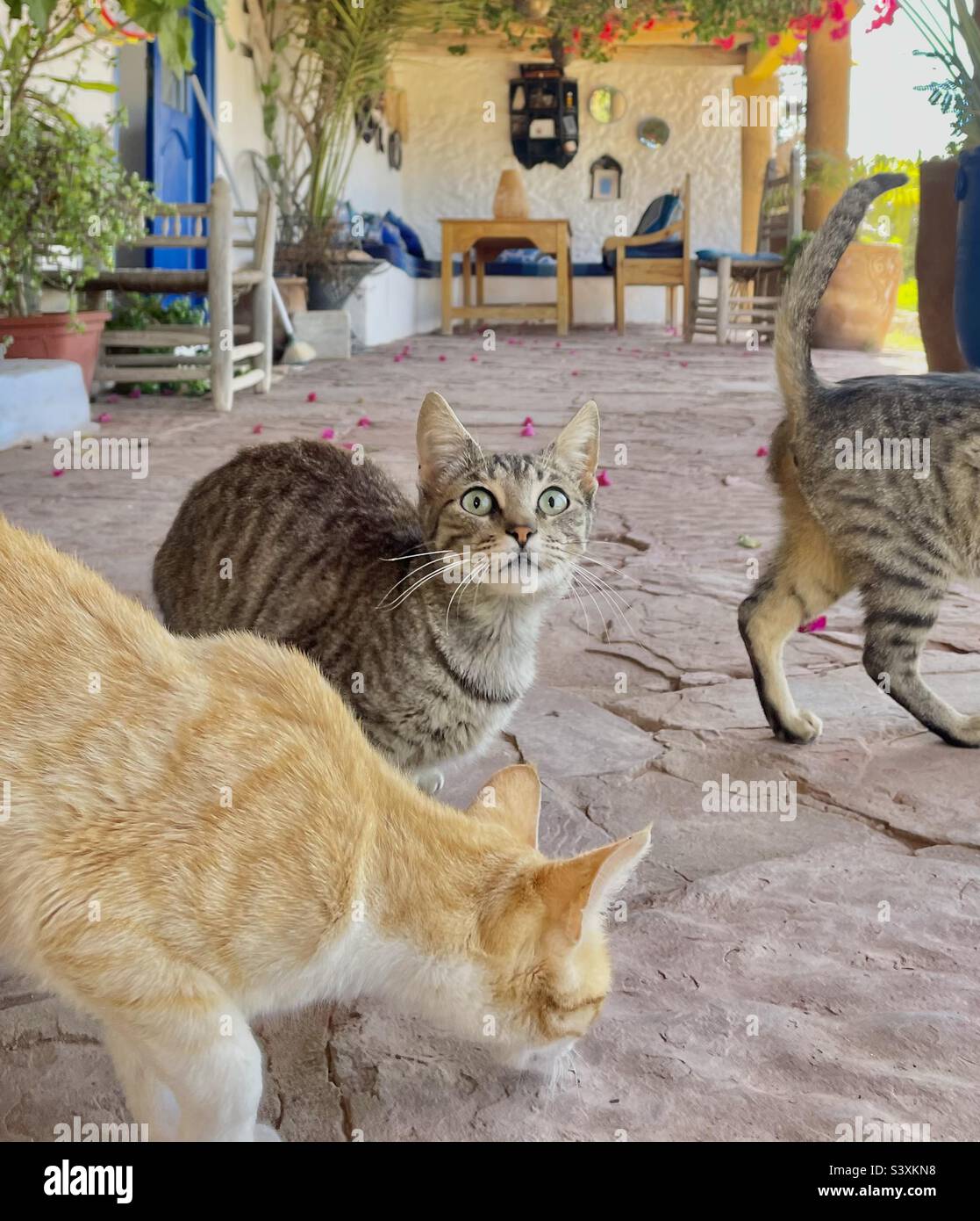 Gatti curiosi che giocano intorno al mio tavolo da colazione Foto Stock