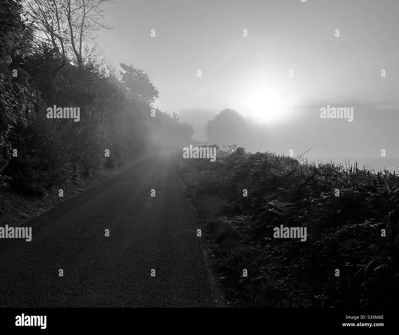 Un'alba nebbiosa in bianco e nero su una corsia di campagna in Cornovaglia Foto Stock