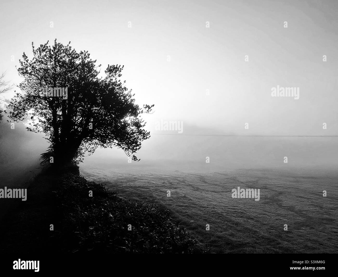 Misty alba dietro un albero in Cornovaglia Foto Stock