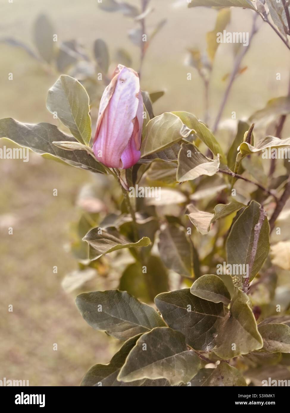 Gemma rosa inaperta su Jane Magnolia Tree Foto Stock