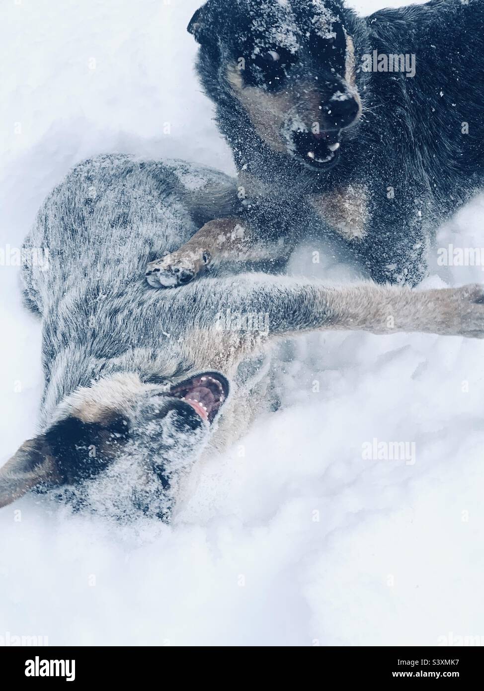 I cani Blue Heeler giocano a combattere sulla neve Foto Stock