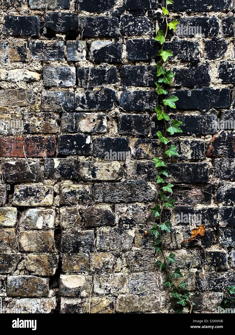 Un muro in mattoni vittoriani logori, decadenti e sporchi con l'edera che cresce sopra di esso Foto Stock