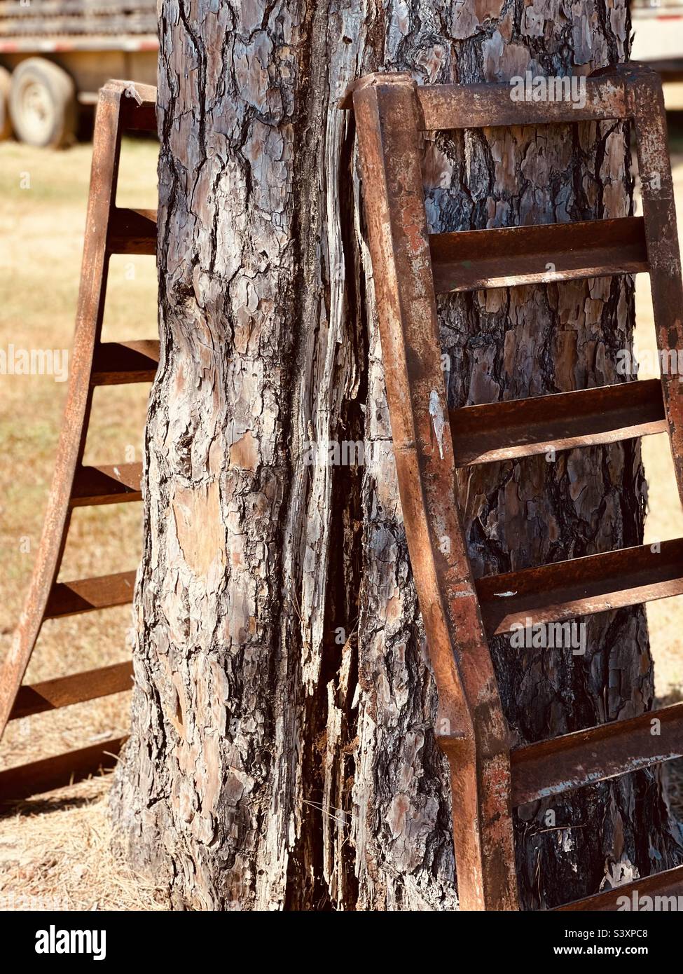 Vecchio pino colpito da fulmini Foto Stock