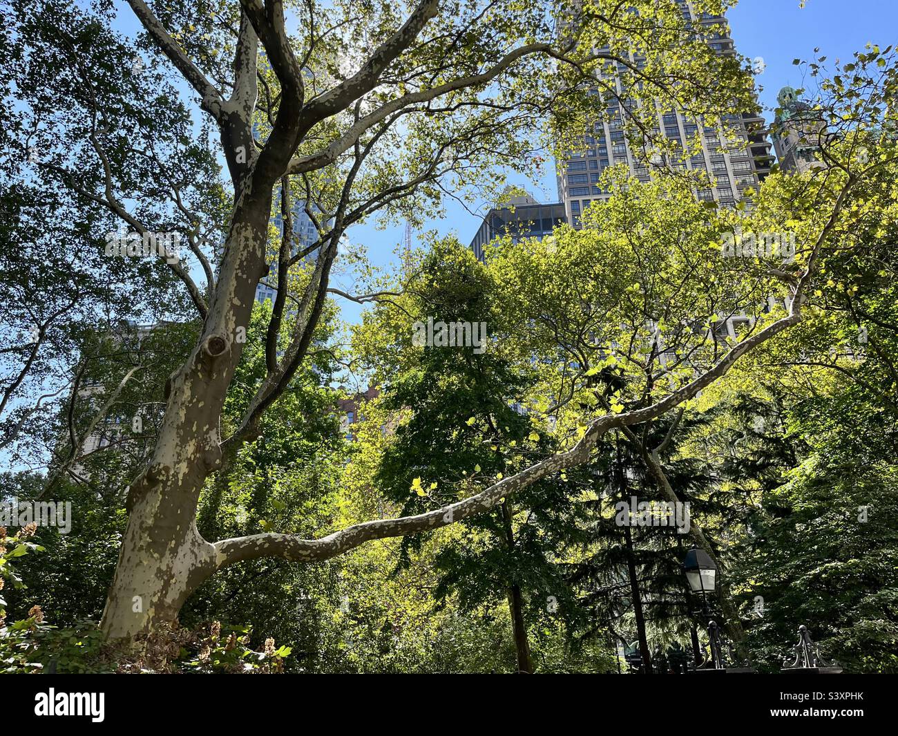 Alberi ed edifici in un NYC - Immagine stock catturata con smartphone