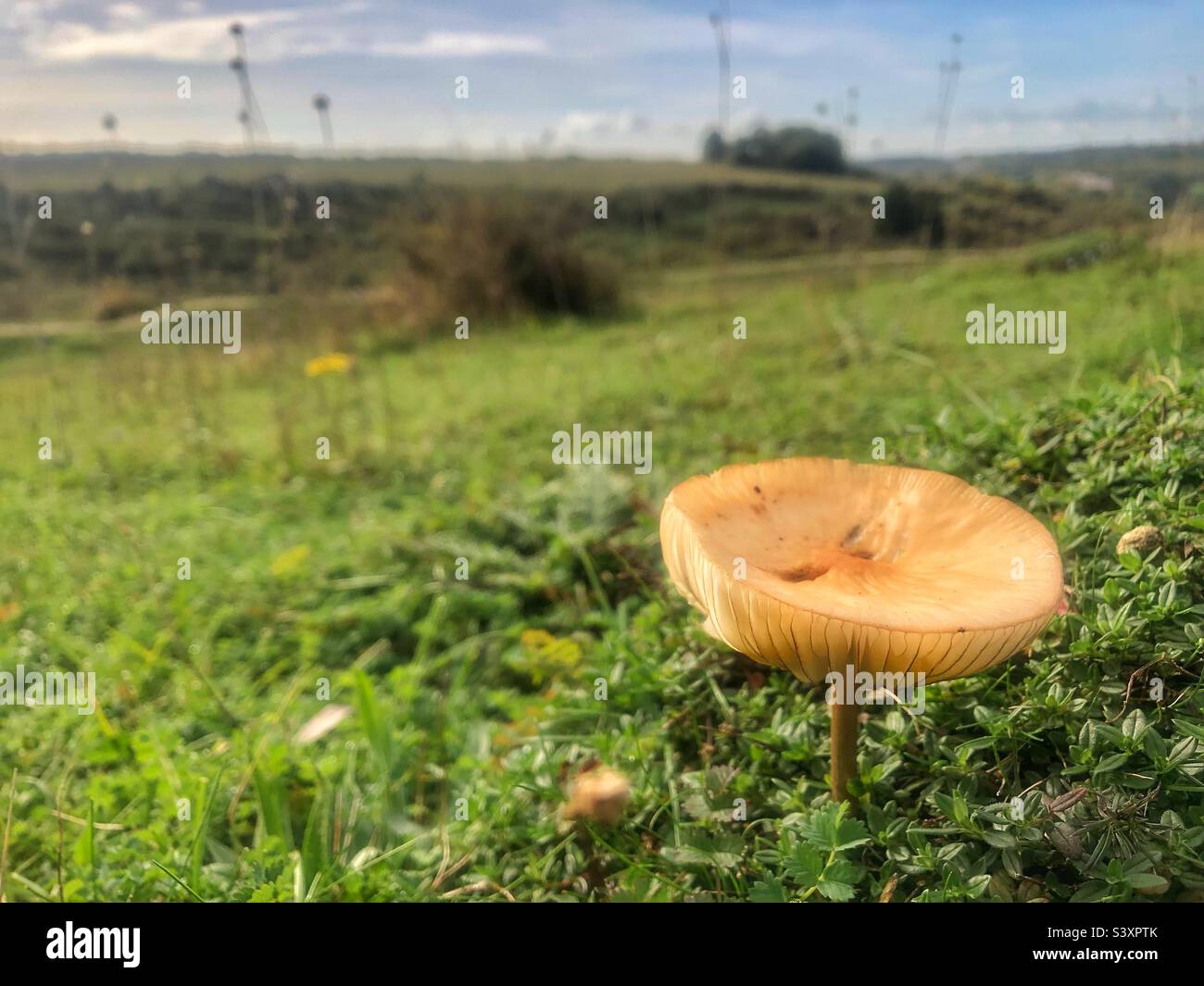 Fungo che cresce sulla collina di Santa Caterina nel mese di ottobre. Winchester Regno Unito - Immagine stock catturata con smartphone