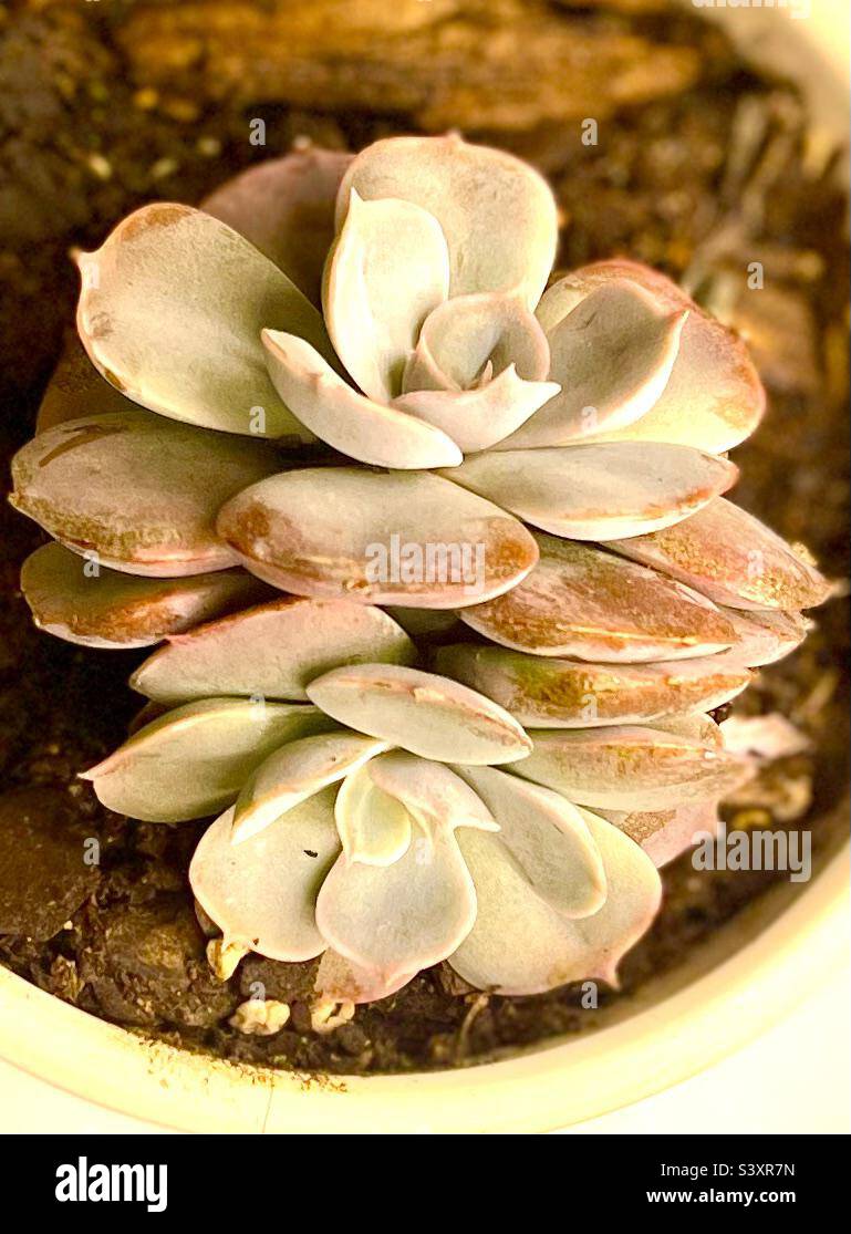 Echeveria lilacina “Ghost Echeveria” succulente Foto Stock