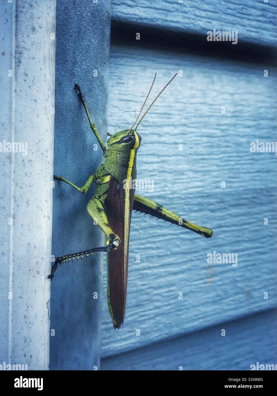 Oscuro Bird Grasshopper nel piemonte del North Carolina, aggrappato a casa blu Foto Stock