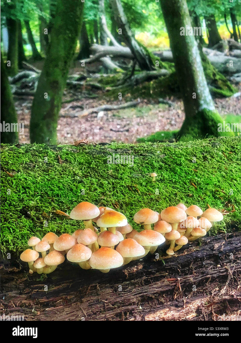 Funghi di ciuffo di zolfo (Hypholoma fasciculare) che coltivano un albero marcio nel Parco Nazionale della Nuova Foresta - Immagine stock catturata con smartphone