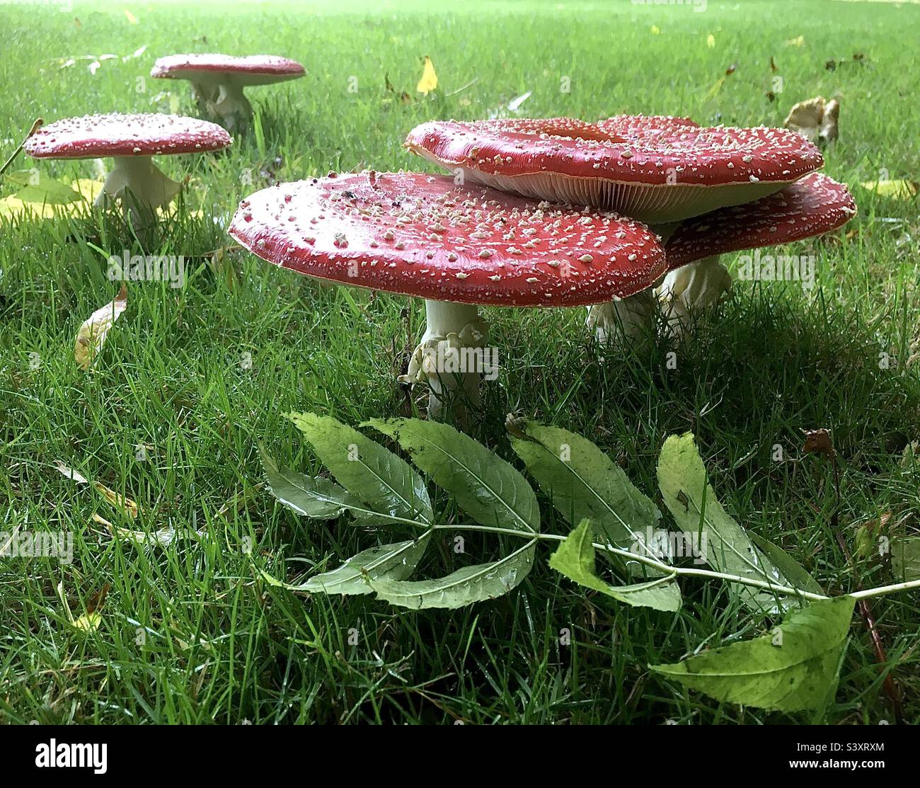 Autunno, funghi, rosso, verde, bellezza, natura, sogno Foto Stock