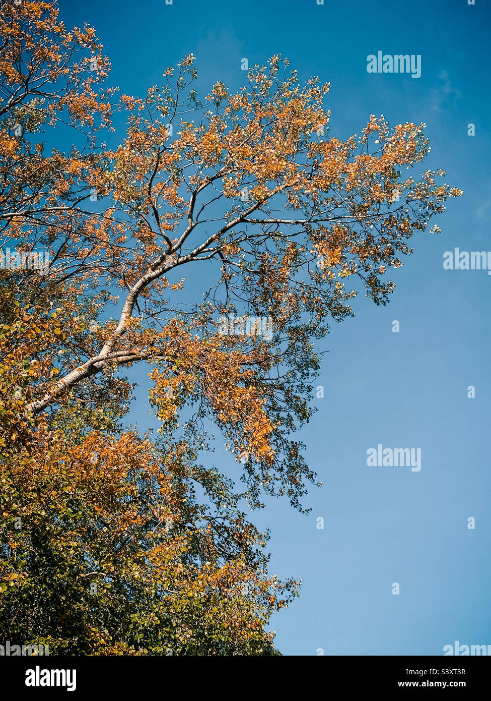 L'autunno parte su un albero alto con molti rami e uno sfondo blu - Immagine stock catturata con smartphone