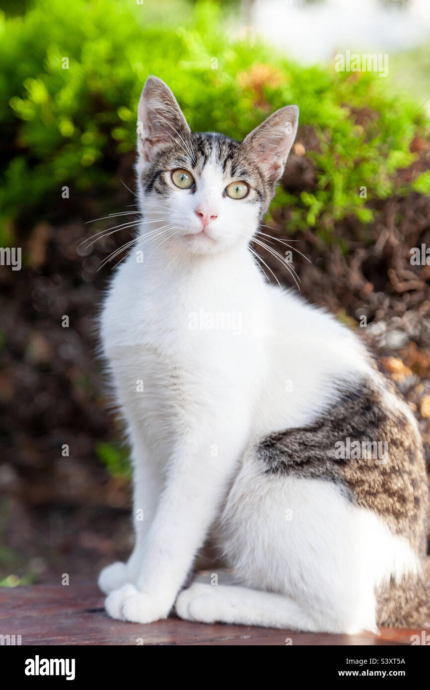 Carino gatto randagio a Istanbul, Turchia - Immagine stock catturata con smartphone