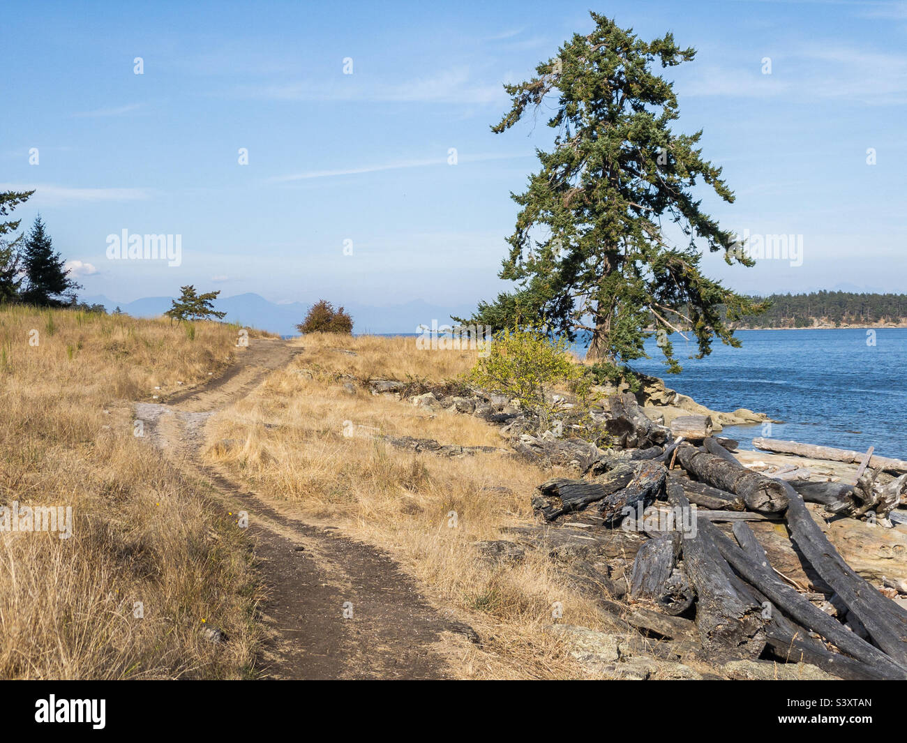 Un sentiero si snoda attraverso un prato di erba secca sul lungomare, passando accanto a mucchi di driftwood e un albero soleggiato nel Drumbeg Park, a Gabriola Island, nella British Columbia, in una soleggiata giornata autunnale. Foto Stock