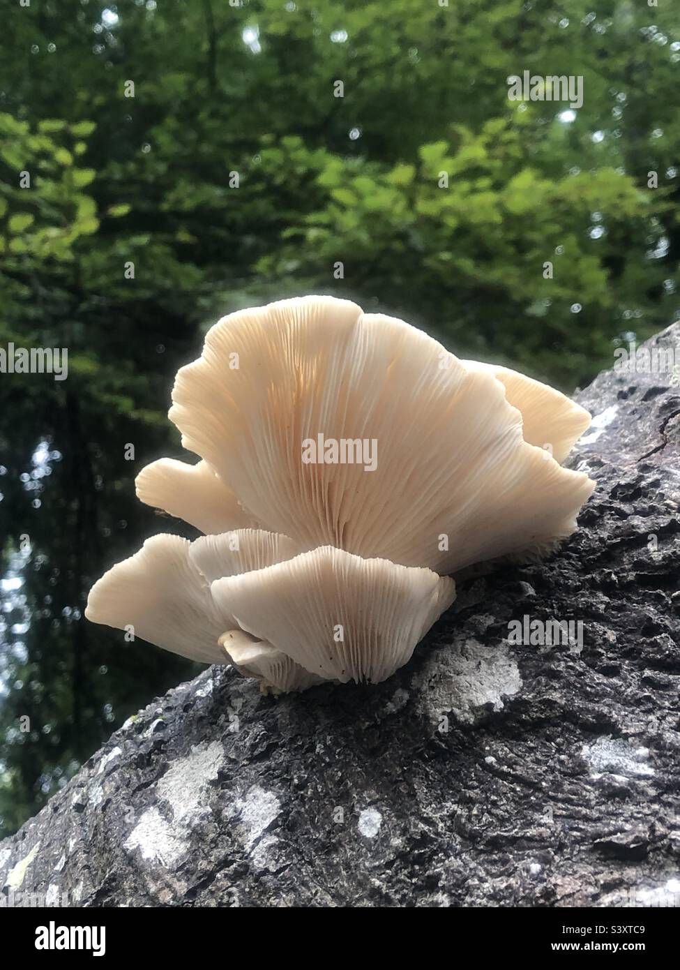 Funghi di ostrica in una foresta di Hampshire, Regno Unito Foto Stock