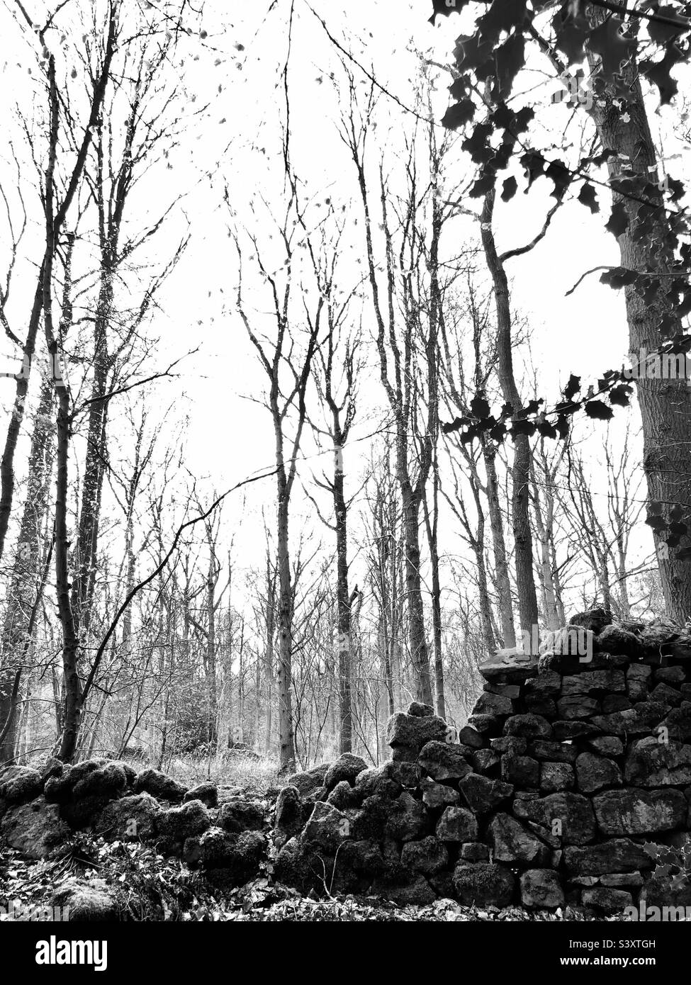 Muro rotto al lato di una foresta Foto Stock