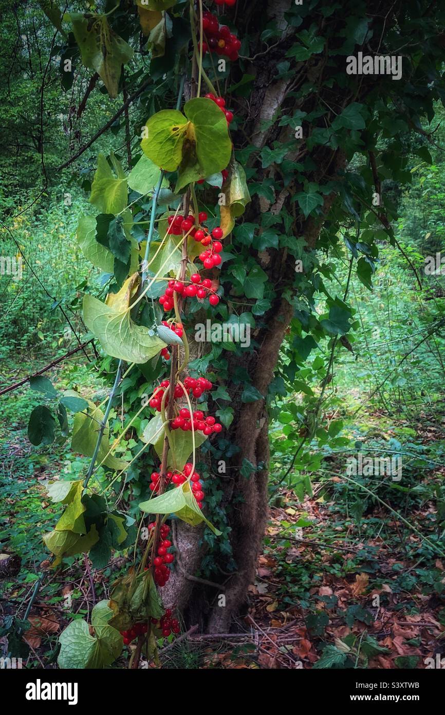 Le bacche d'autunno rosso brillante di Bryony Nero una vite selvatica trovata in boschi e siepi. - Immagine stock catturata con smartphone