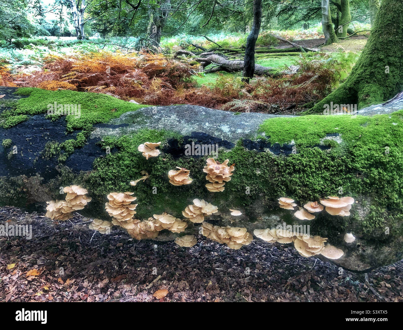 Funghi di ostrica che crescono su un albero di faggio caduto in una foresta di Hampshire, Regno Unito - Immagine stock catturata con smartphone