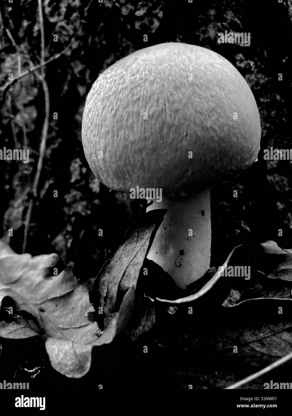 Fungo bianco e nero Foto Stock