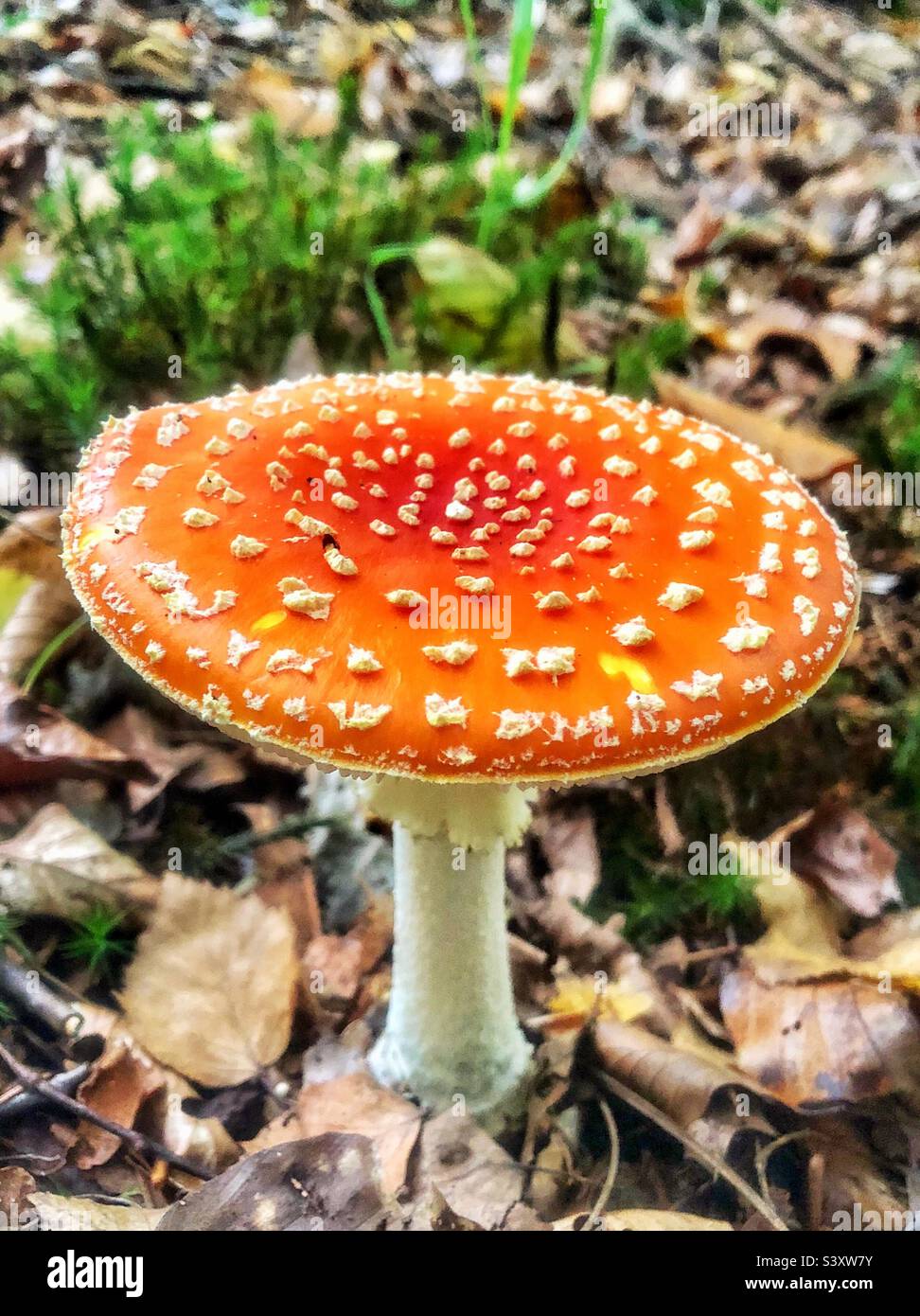 Funghi agarici (Amanita muscaria) sul pavimento della foresta nell'Hampshire, Regno Unito - Immagine stock catturata con smartphone