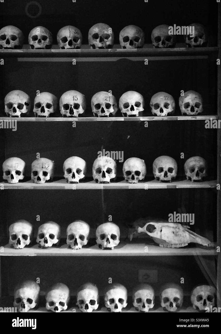 Teschi salvati da Pompei in un armadietto. Foto Stock
