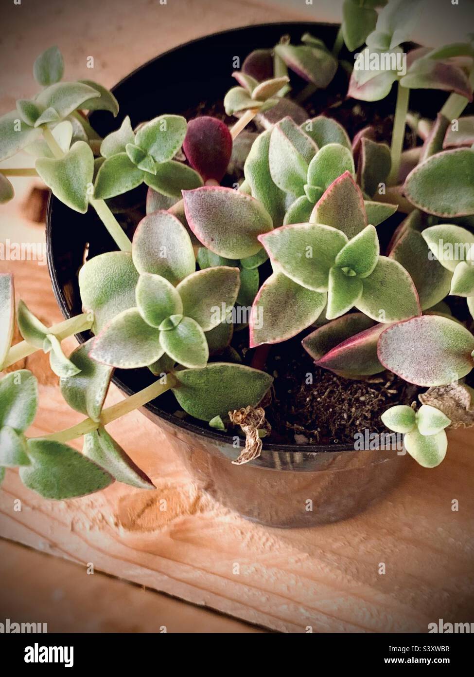 Crassula pellucida 'variegata' Calico Kitten succulente Foto Stock