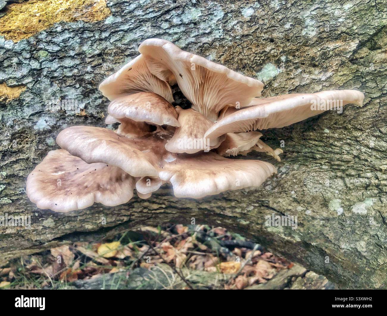 Funghi di ostrica che crescono su un albero caduto in una foresta di Hampshire Regno Unito Foto Stock