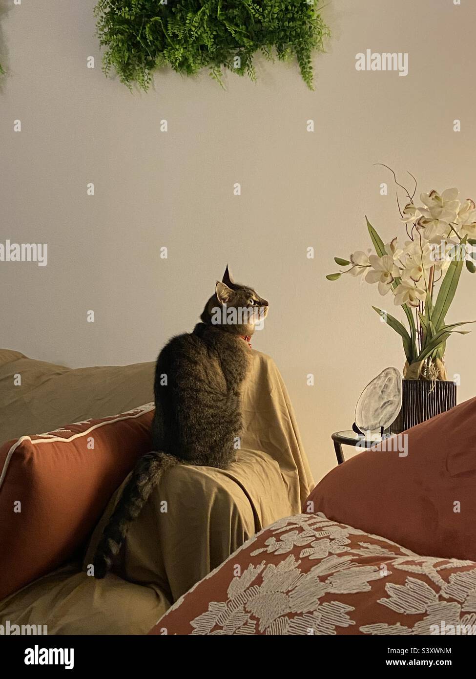 Un gatto con piante Foto Stock