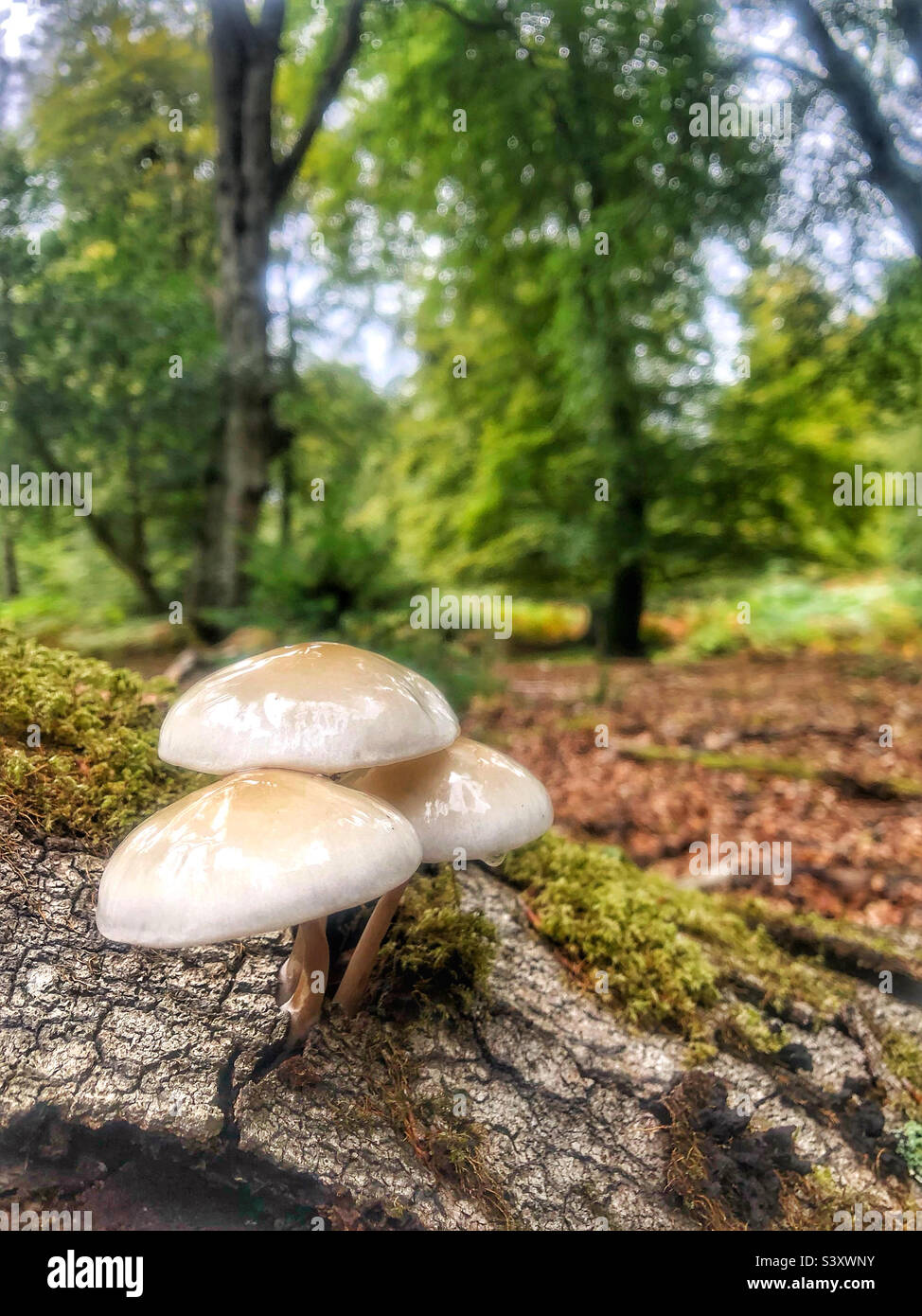Funghi di porcellana che crescono su un albero marcio nel New Forest National Park Hampshire - Immagine stock catturata con smartphone