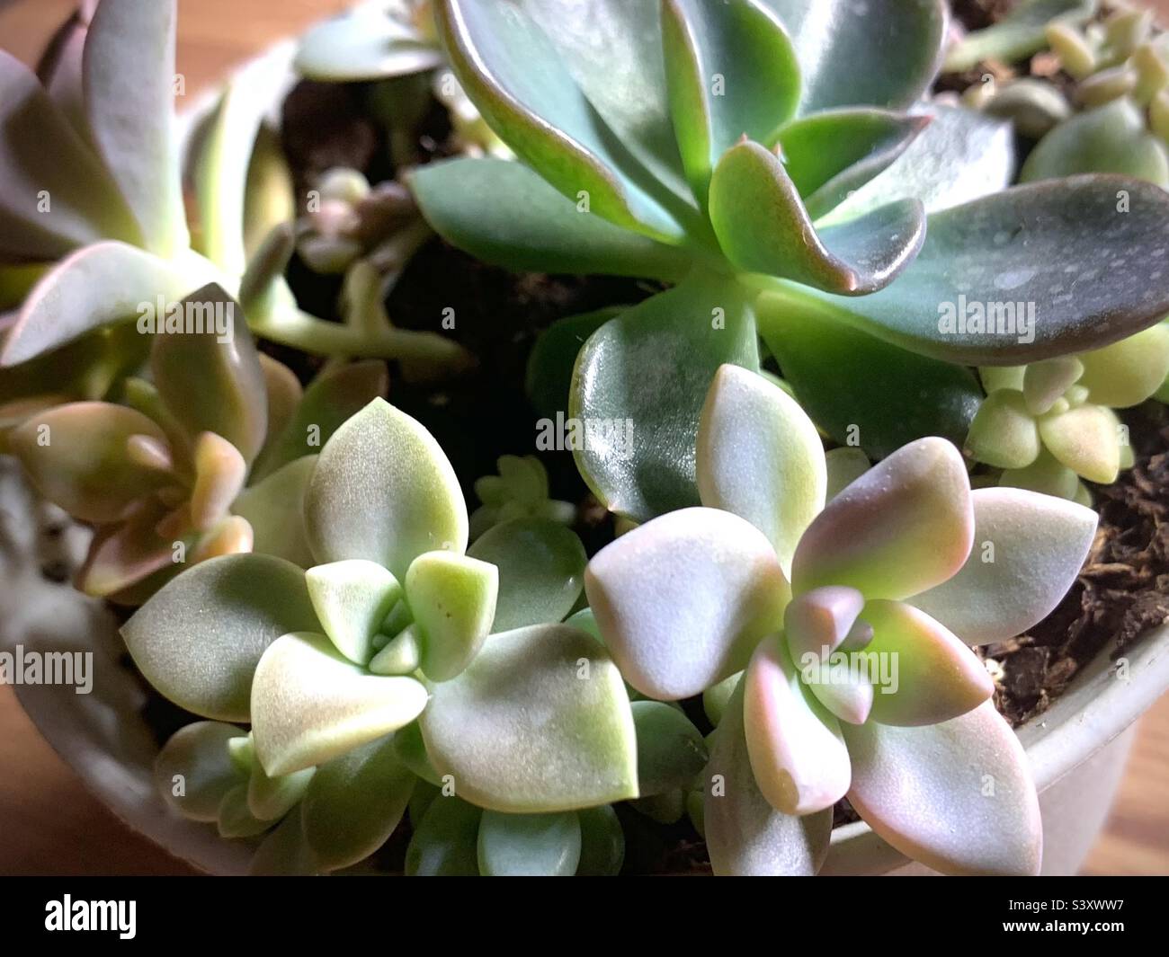 Disposizione di Succulente Foto Stock