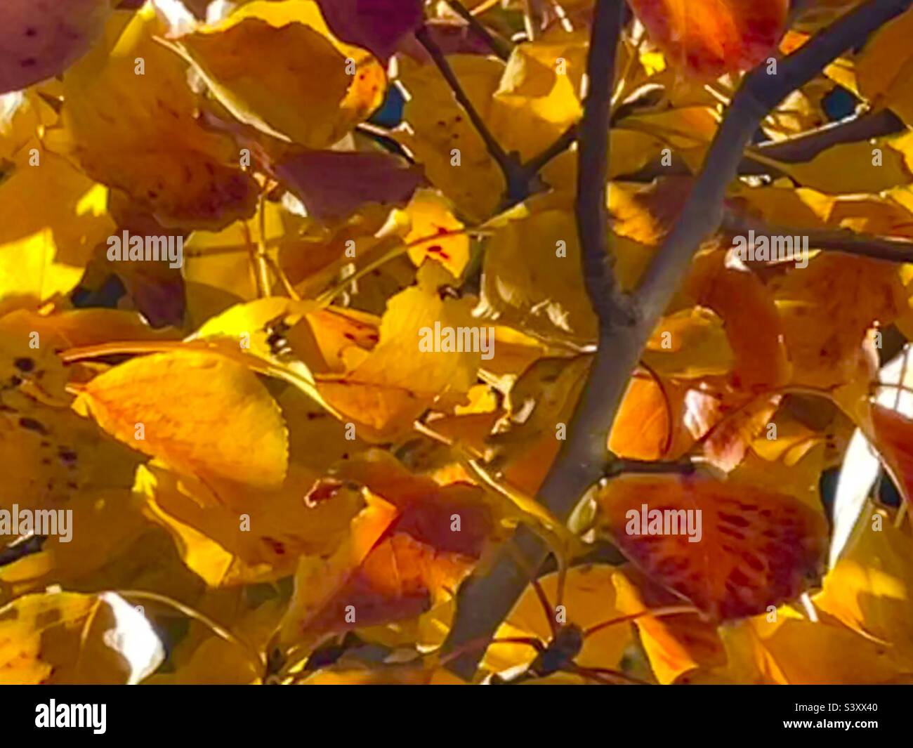 Le foglie di Crimson e oro si rilassano nella loro bellezza naturale e gloria durante una bella giornata autunnale nello Utah, USA. Si trova nel terreno di un complesso di appartamenti senior. Non dovete sempre andare in montagna. Foto Stock