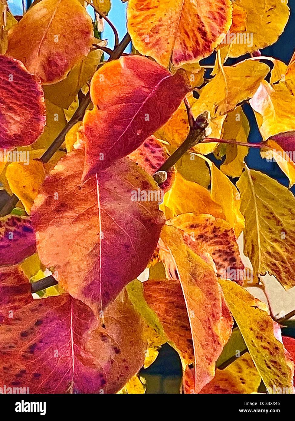 Le foglie di Crimson e oro si rilassano nella loro bellezza naturale e gloria durante una bella giornata autunnale nello Utah, USA. Si trova nel terreno di un complesso di appartamenti senior. Non dovete sempre andare in montagna. Foto Stock