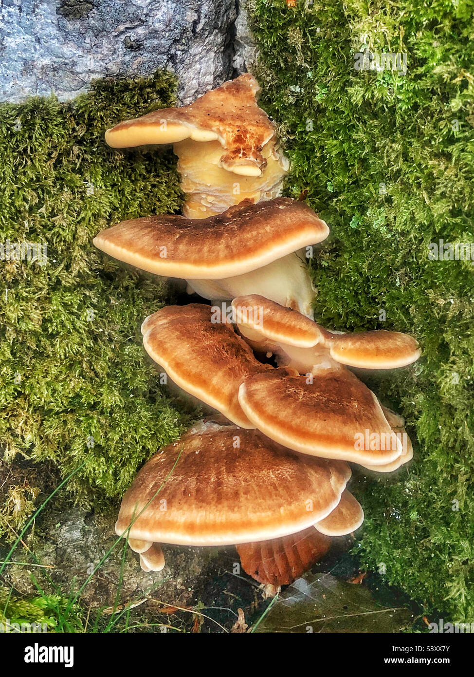 Fungo della staffa che cresce su un albero di faggio coperto di muschio in una foresta di Hampshire, Regno Unito - Immagine stock catturata con smartphone