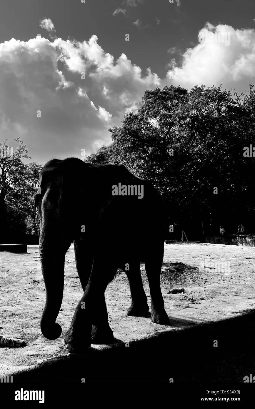 Animale, elefante Foto Stock
