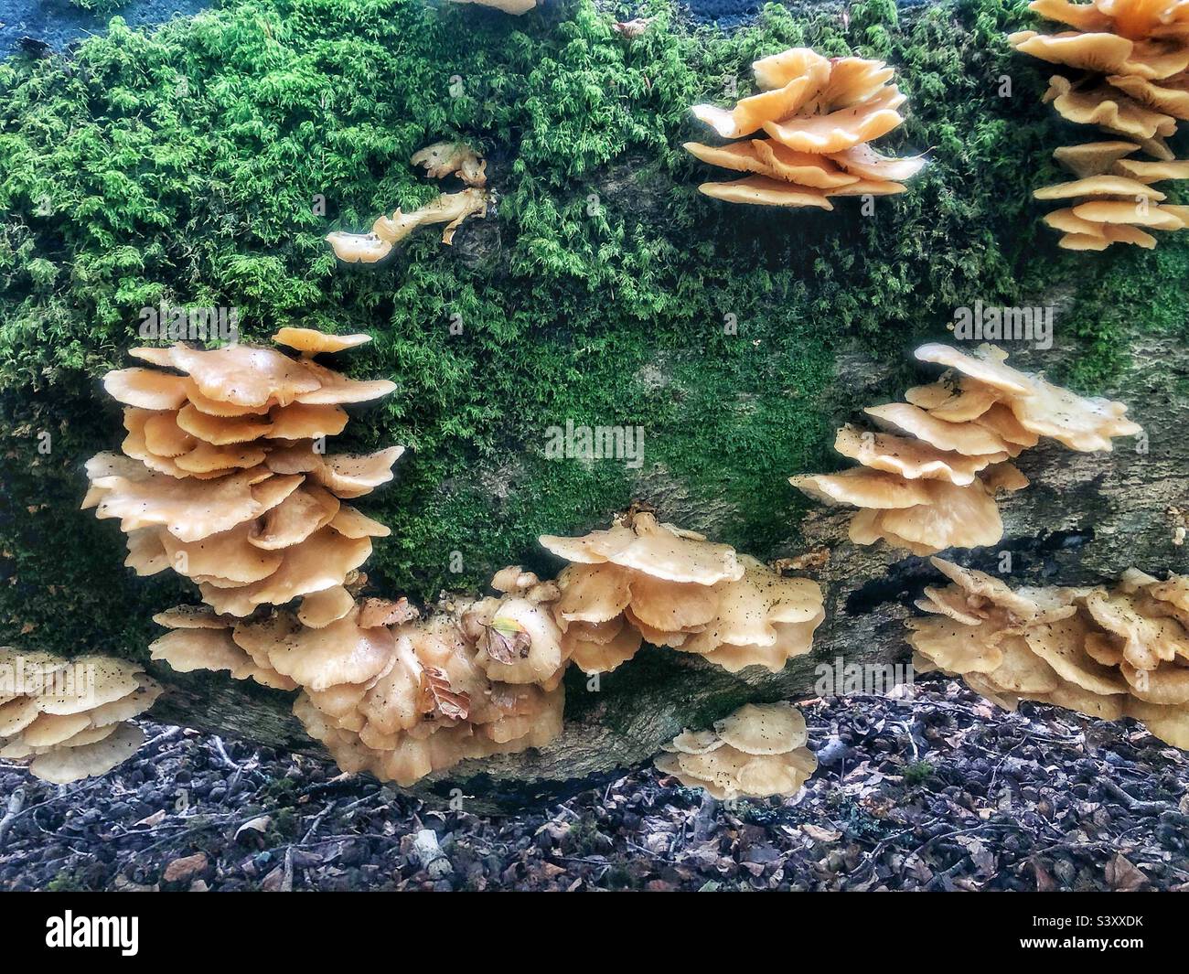 Funghi di ostrica che crescono su un albero caduto in una foresta di Hampshire Regno Unito Foto Stock