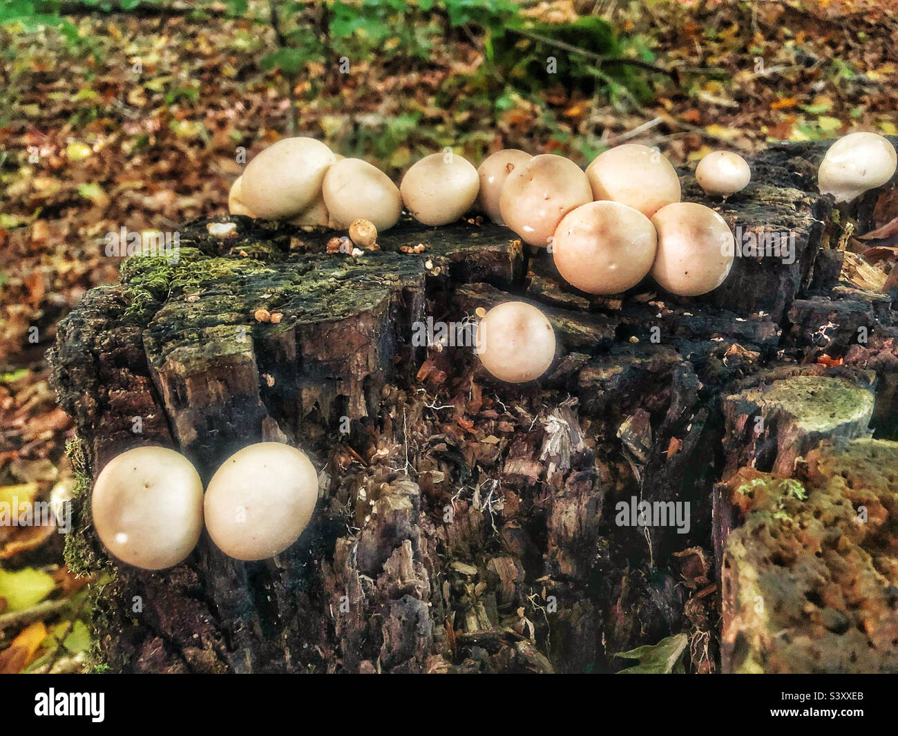 Fungo di puffball di ceppo Apioperdon piryriforme, sviluppantente nella foresta di Winchester Hampshire Regno Unito - Immagine stock catturata con smartphone
