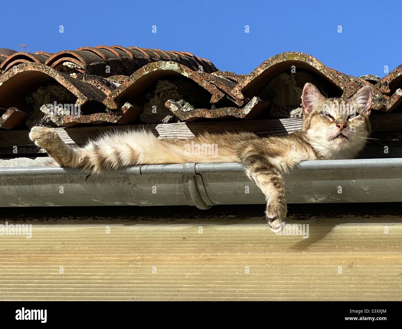 Gatto divertente nel grondaia del tetto Foto Stock