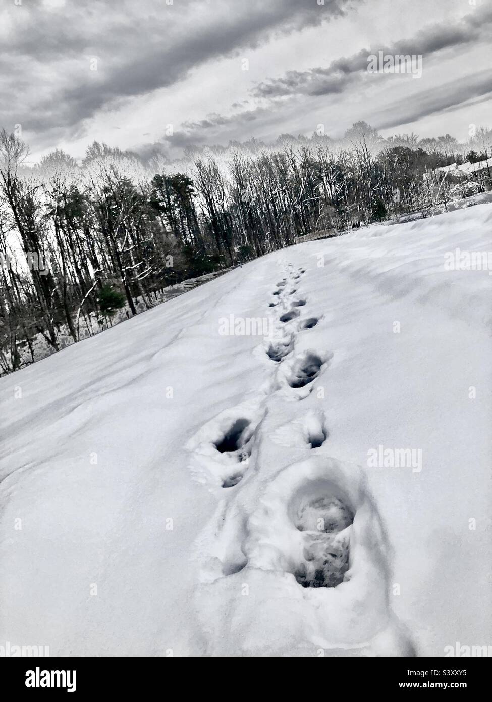 Il bagagliaio stampa sulla neve Foto Stock
