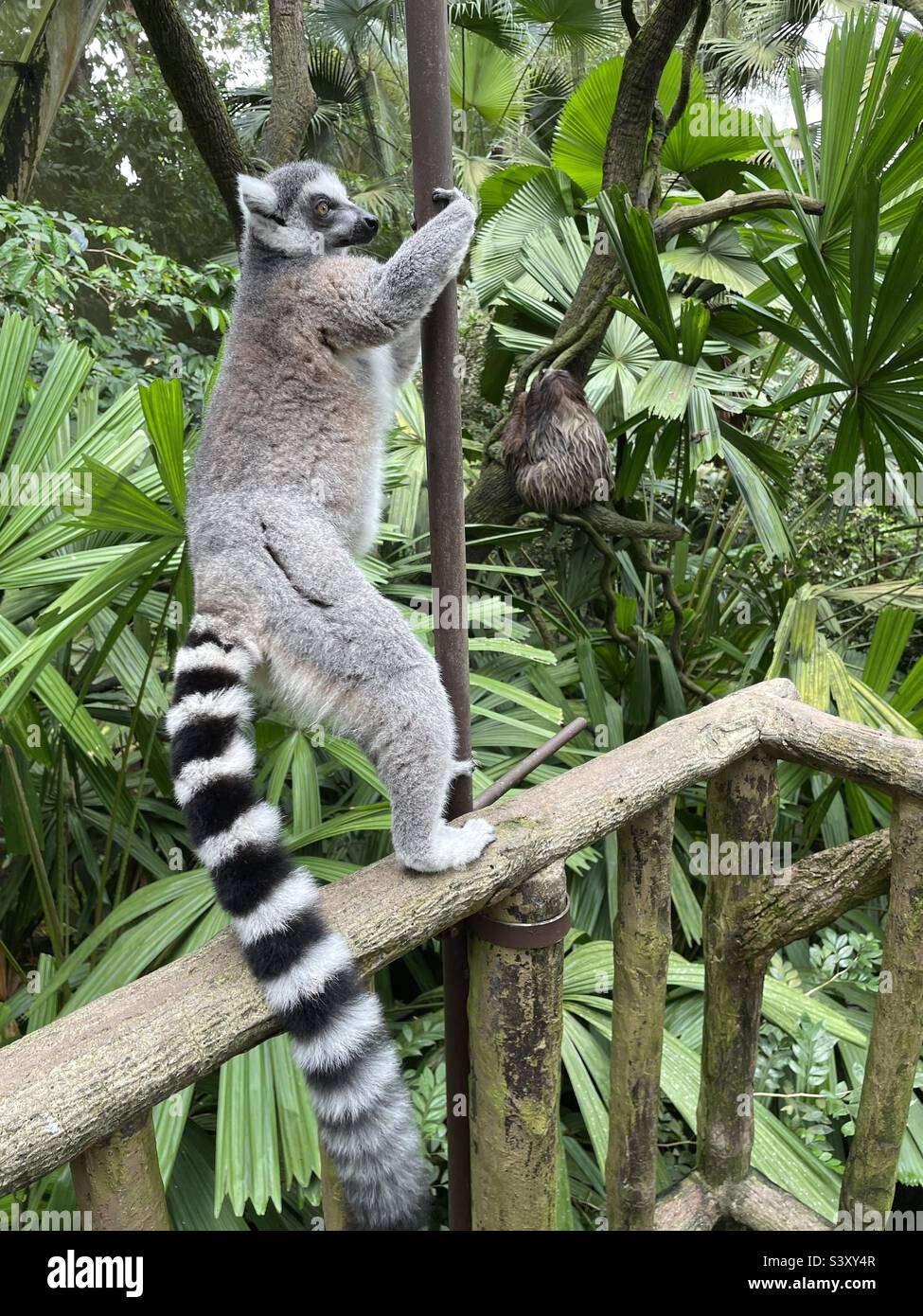 Lemur e un'inclinazione allo zoo di Singapore Mandai Foto Stock