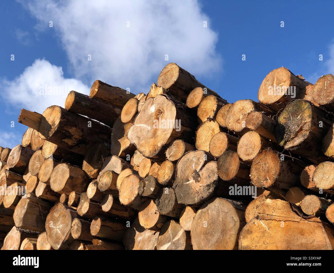Alberi freschi abbattuti raccolti come tronchi tagliati Foto Stock