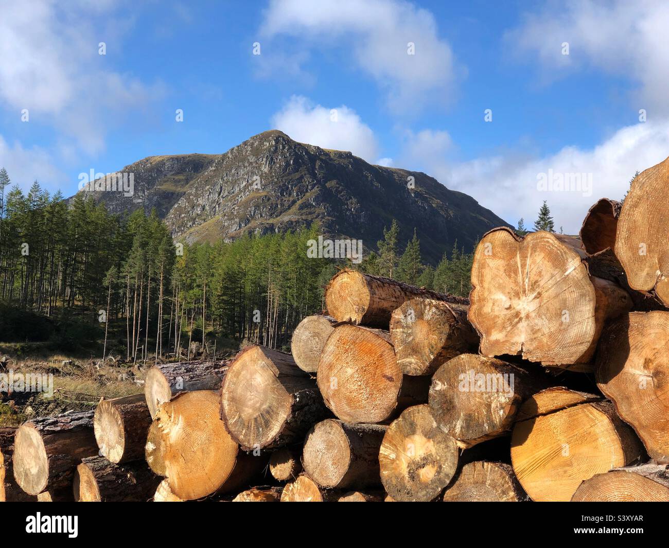 Alberi freschi abbattuti raccolti come tronchi tagliati Foto Stock