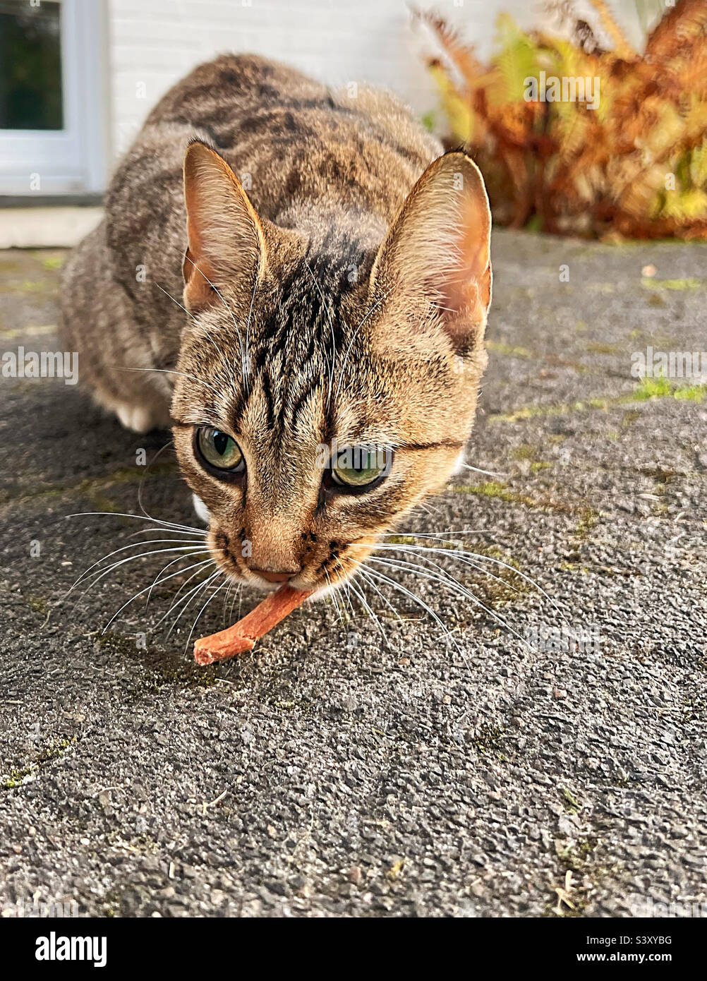 Gatto con la sua preda. - Immagine stock catturata con smartphone