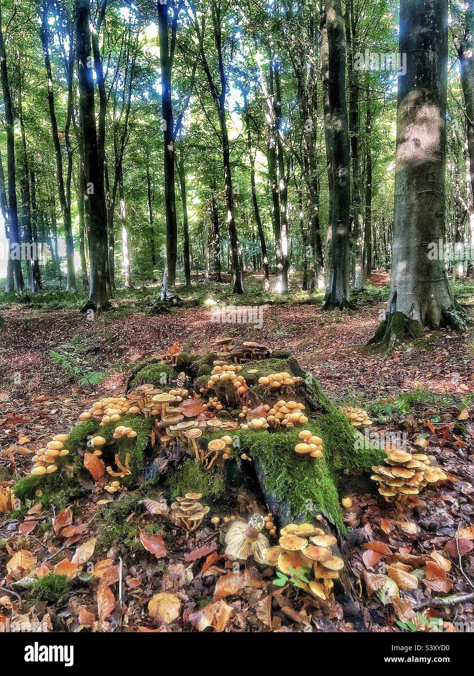Vari funghi che ricoprono un ceppo di alberi nei boschi di faggio vicino a Winchester Hampshire Regno Unito - Immagine stock catturata con smartphone