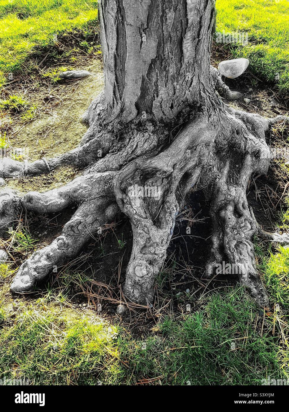 Il fondo di un grande e maturo pino che cresce in un cortile di chiesa locale nello Utah, USA. Forma e consistenza meravigliose sono evidenti nel tronco e nelle radici gnarled dell'albero, circondato da prato. Foto Stock