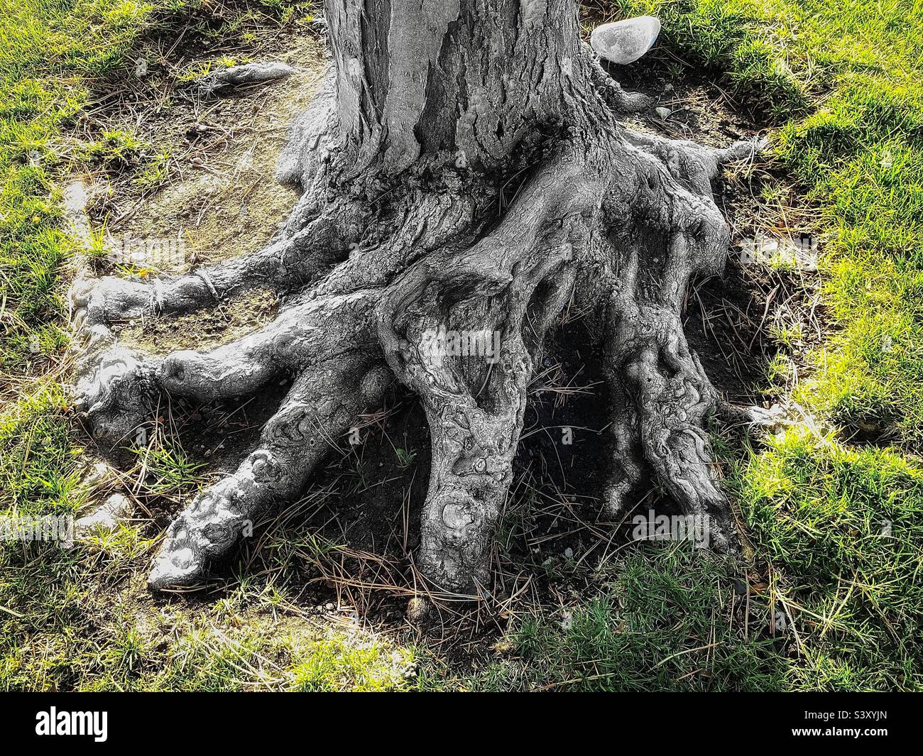 Il fondo di un grande e maturo pino che cresce in un cortile di chiesa locale nello Utah, USA. Forma e consistenza meravigliose sono evidenti nel tronco e nelle radici gnarled dell'albero, circondato da prato. Foto Stock