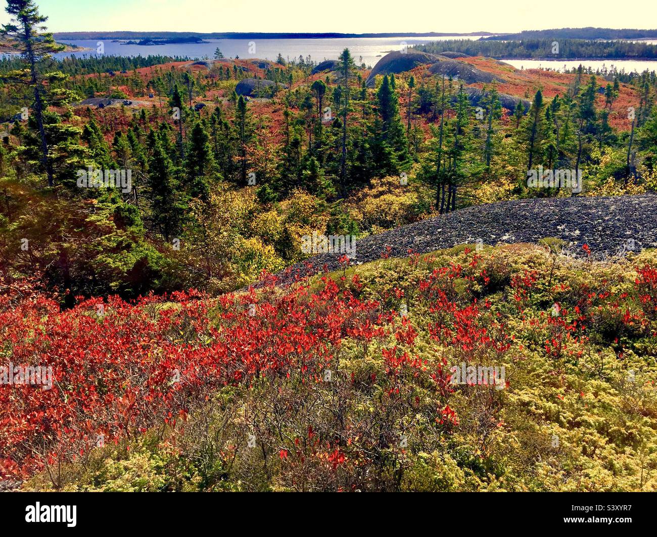 Scena autunnale: Colori, rocce, sempreverdi, e l'oceano Atlantico, Nuova Scozia, Canada. Una gamma completa di colori autunnali. Coperchio di messa a terra. Nessuna gente. Tutta la natura. - Immagine stock catturata con smartphone