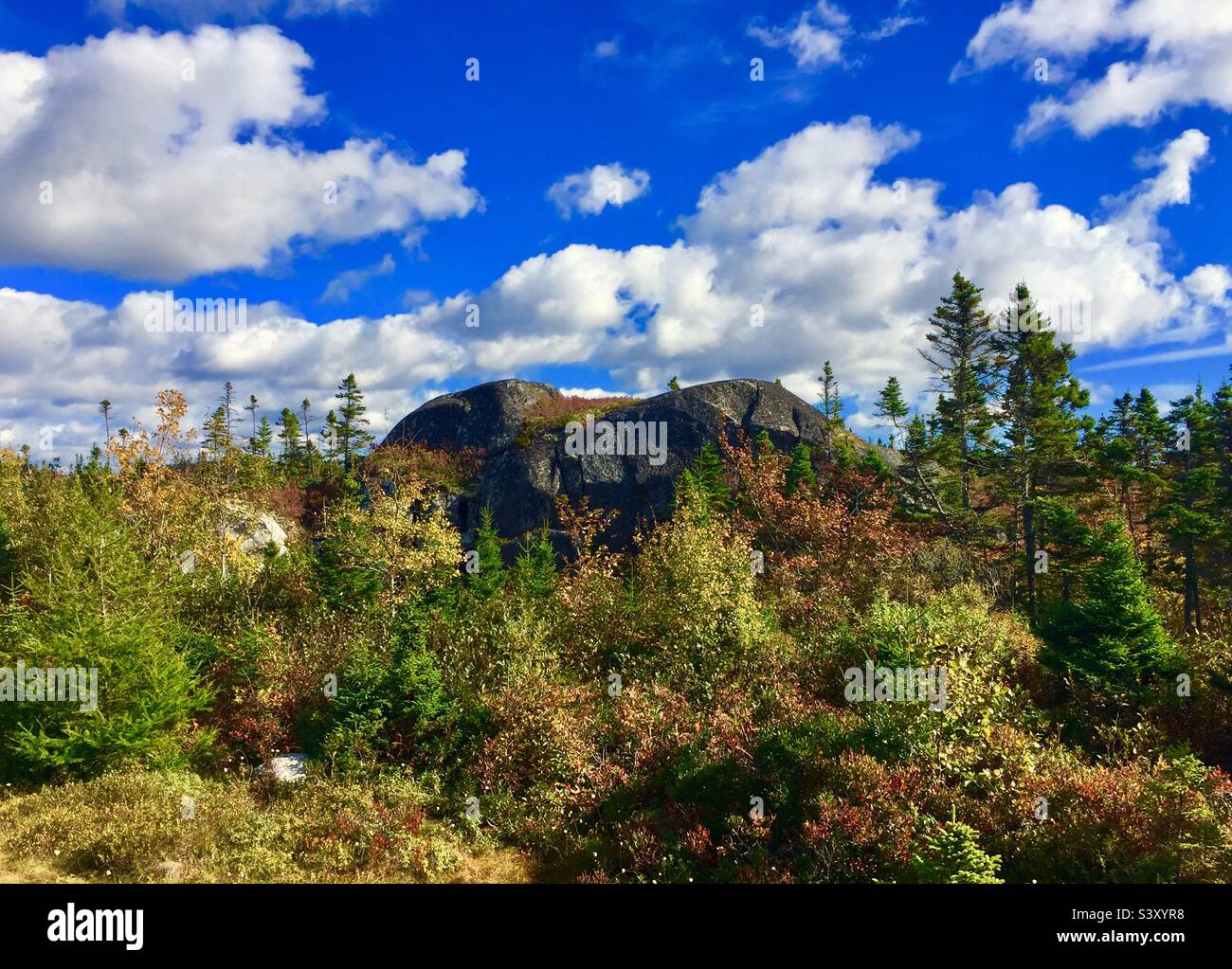 Elefante addormentato(?) Una roccia a forma di pachiderma circondata da diverse foglie in autunno, Halifax, Nuova Scozia, Canada. - Immagine stock catturata con smartphone