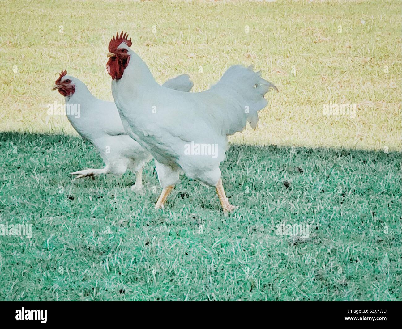 Gallo bianco e gallina corrono per il cibo Foto Stock