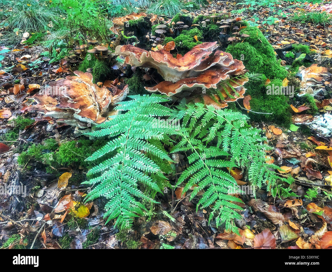 Fungo gigante di Polypore che cresce su un ceppo di albero in un bosco di faggio vicino a Winchester Hampshire Regno Unito - Immagine stock catturata con smartphone